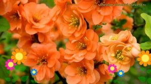 Айва превосходная Оранж Трэйл. Краткий обзор, описание характеристик, где купить саженцы