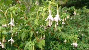 Садовая фуксия. Ботанический сад Орхус 18 сентября 2022, Дания