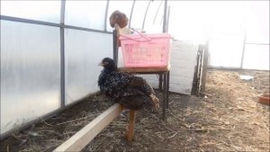 Уход и содержание Мехеленской кукушки - Куку де Малин 17. 04. 2020 год.