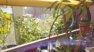 Специально для любителей цветов!