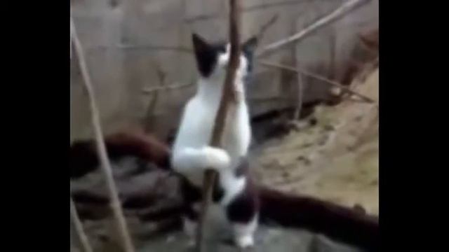 Видео котов и валерьянки Кошки и валерьянка смотреть онлайн