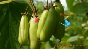 Актинидия коломикта Витакола ? обзор: как сажать, саженцы актинидии Витакола