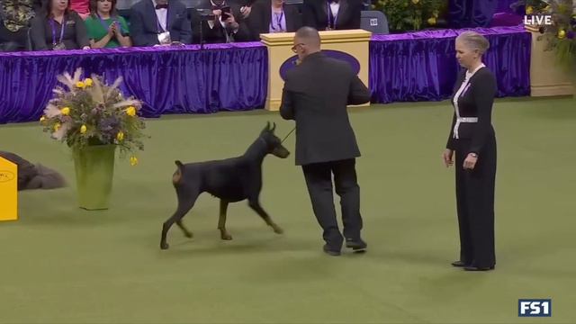 Хендлинг добермана смотреть онлайн