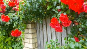 Цветущие деревья