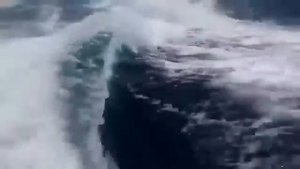 Касатки преследуют катер! Обосраться можно.