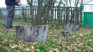 Пилим мелкие деревья бензопилой Stihl ms 180.
