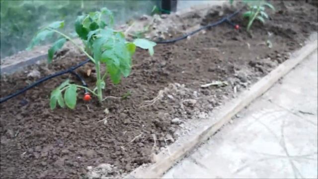 Полив небольшого числа растений с микротрубкой и регулируемой капельницей