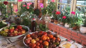 Очень вкусные маринованные помидоры с яблочным уксусом