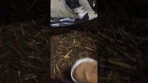 Засев Мицелия в Компост