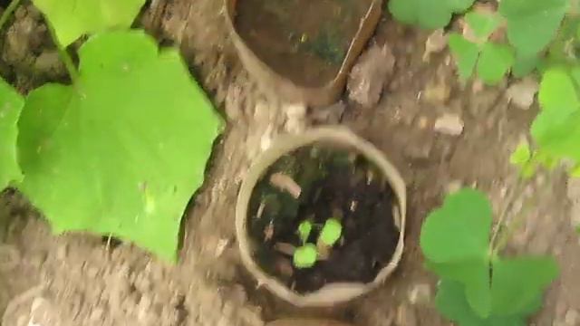 Сеянцы хурмы смотреть онлайн