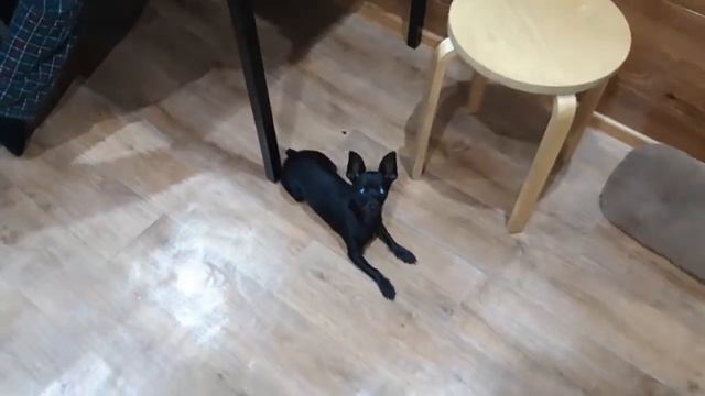 Купили новый тюль на кухню Нооооо пошло всё не по плану смотреть онлайн