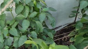 Можно ли выращивать разные овощи в одной теплице?