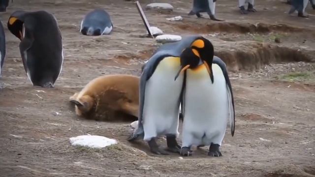 Щекотальщик пяток и каскадер. Какие необычные профессии по душе подростакам? # Teens Ask смотреть онлайн