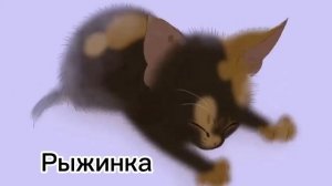 Коты воители когда были котятами