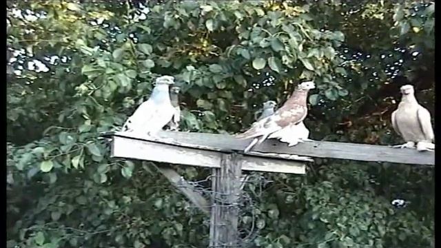 Голуби среднеазиатские двухчубые бойные игровые.mp4