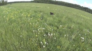 Натаска дратхаара по подсадному перепелу