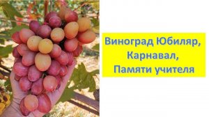 Виноград Памяти учителя, Карнавал, Юбиляр, Андрей 53