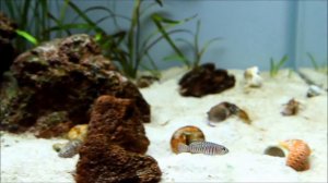 Neolamprologus signatus - Танганьика 180л