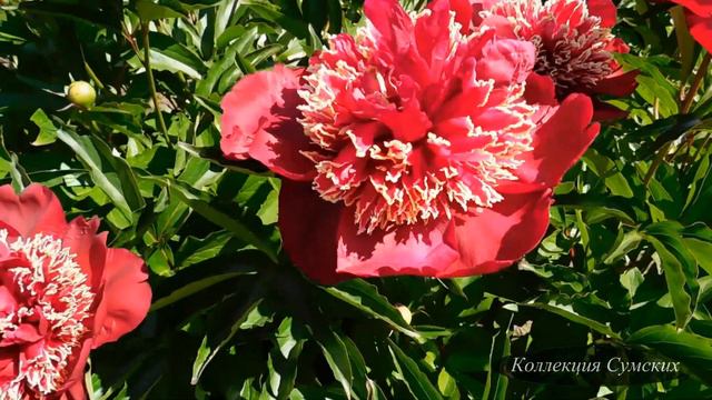 Пион Akron (Акрон)