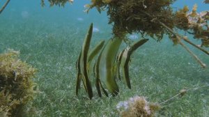 Снорклинг в морской траве. Палитон бич, остров Siquijor (Сикихор), Филиппины