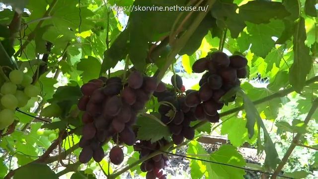 Сорта винограда Каталония 2017 смотреть онлайн