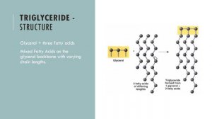 Triglyceride Structure and Effects on Health