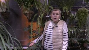 Цветущая  Марниера (Marniera) Ночная съёмка. Эксклюзив)