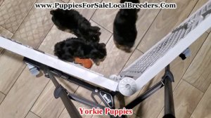 Pomeranian, Bichon, Poodle, Shih Tzu, Boston Terrier Puppies For Sale Atlanta Georgia Local Breeder