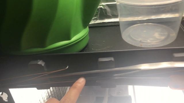 Growing Nepenthes (Tropical Pitcher Plants) Indoors Under Artificial Lights in the Office смотреть онлайн