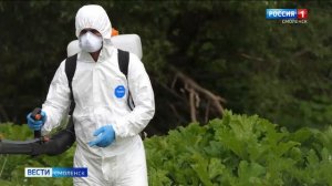 В Смоленске начали обрабатывать территории против борщевика