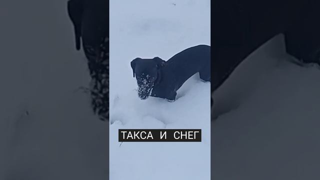 ТАКСА и СНЕГ/ ПРИКОЛЫ С ЖИВОТНЫМИ/ МИЛЫЕ СОБАЧКИ