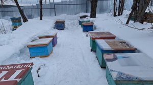 Открываем пчеловодный сезон, выставка пчелосемей на точек