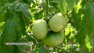 В прошлом году в Дагестане вырастили более 70 тыс. тонн овощей закрытого грунта