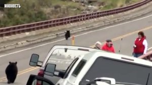 Он Зря Сделал Это! Как Человек Пережил Встречу с Медведем!