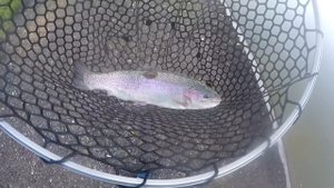 Сверху или у дна? Ловля форели безлимит Мисайлово | Ловля форели на силикон