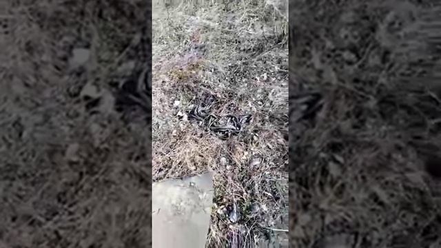 Клубок змей. смотреть онлайн