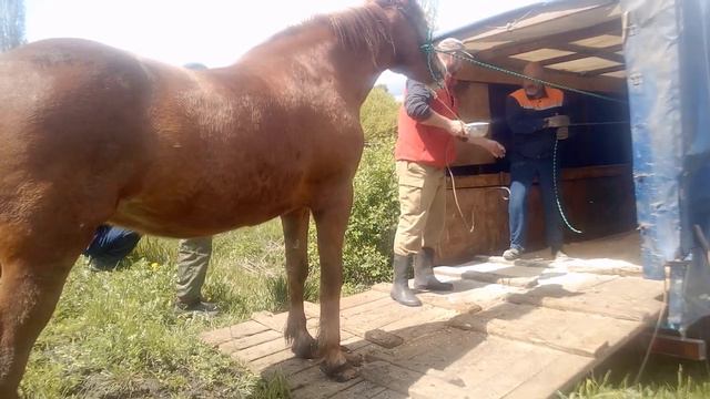 лошадка смотреть онлайн