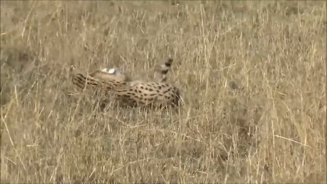 SERVAL CAT HUNTING смотреть онлайн