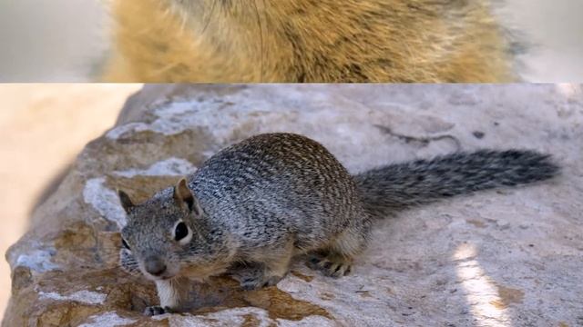 СУСЛИК СТЕПНАЯ БЕЛКА смотреть онлайн