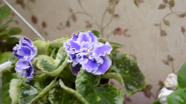 Мой фиалково-глоксиниевый сад в мае 2022 смотреть онлайн