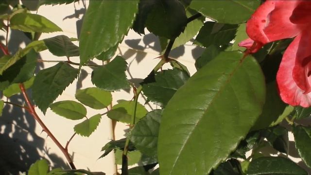 Болезни роз?Где посадить розу, чтобы она меньше болела? Восточное и западное солнце. Изи Даз Ит ? смотреть онлайн