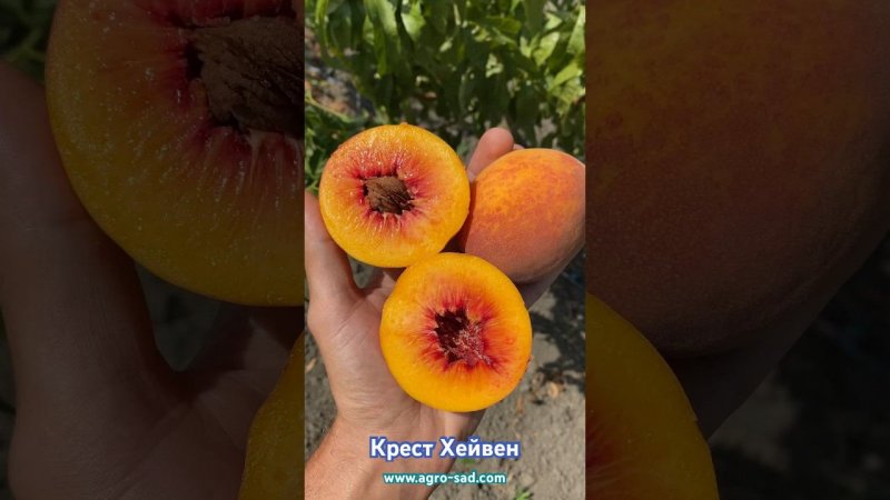 Вкуснейший поздний персик на Кубани - Крест Хейвен