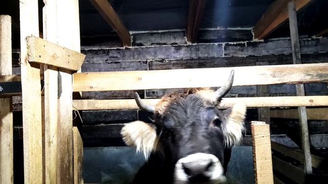 Бесячая коза так достала.У нас телята.Радостные новости про нашу корову смотреть онлайн