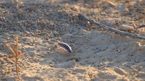 Пустынная мокрица Реомюра (лат. Hemilepistus reaumuri)