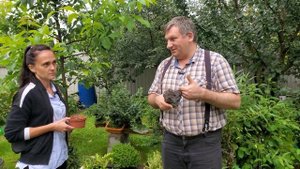 Российские грунты для бонсай @Studio.Bonsai #garden #bonsai #бонсай #plant