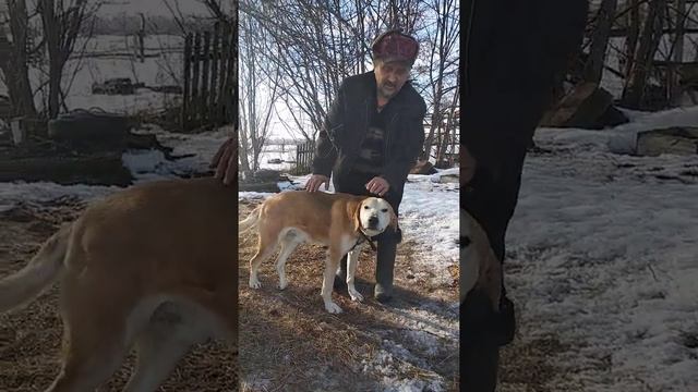 Питомник русских гончих .Заводчик Зеленцов В.И