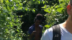 Wild Walk In Jamaica Forest Bubiki