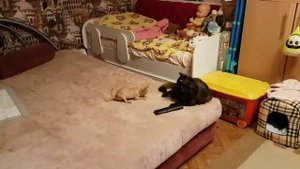 Собака нападает на кошку)))