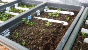 08. 02. 24год . Как укореняется .Таблетензия Крупнолистная гортензия.