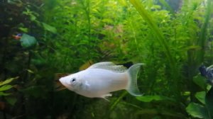 Мальки в отсадник в общем аквариуме 100 л